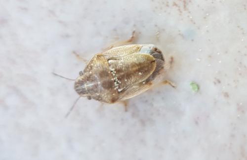 Réf. 215 753 : Neottiglossa leporina